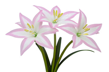 Fototapeta premium Three delicate pink and white lilies with green stems and yellow stamens are beautifully arranged, showcasing their vibrant colors and intricate details