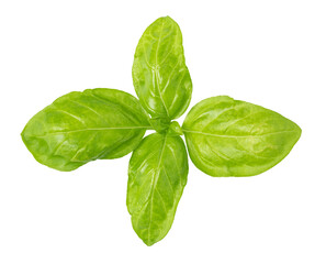 Fresh green basil leaves isolated on transparent background