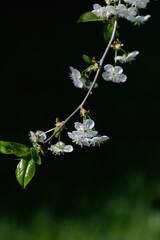 cherry blossom, white flower branch, spring bloom closeup. Vertical crop.