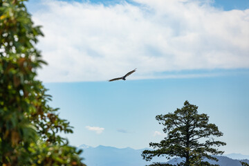 Turkey Vulture with spread wings overhead in National Park North America.