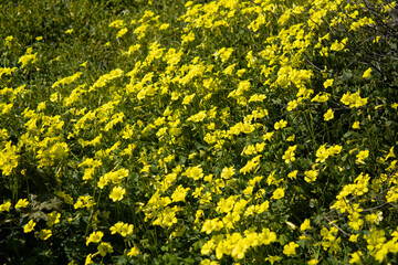 Close up of a field full of yellow flowers on a sunny day