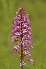 Helm-Knabenkraut (Orchis militaris)