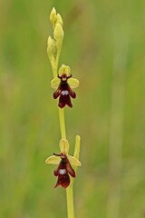 Fliegen-Ragwurz (Ophrys insectifera)