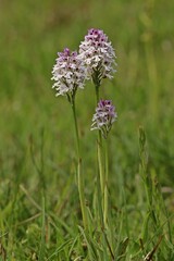 Dreizähniges Knabenkraut (Neotinea tridentata).