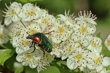 Gemeiner Rosenkäfer (Cetonia aurata) auf blühendem Weißdorn (Crataegus monogyna).