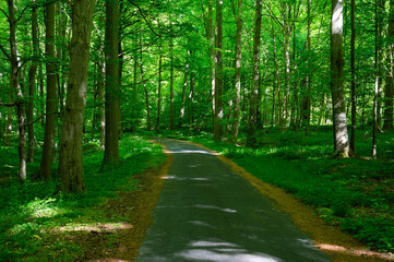 Green asphalt path through the woods of Forest De Soignes or Zoniënwoud in Sint Genesius Rode, Flemish Brabant, Belgium