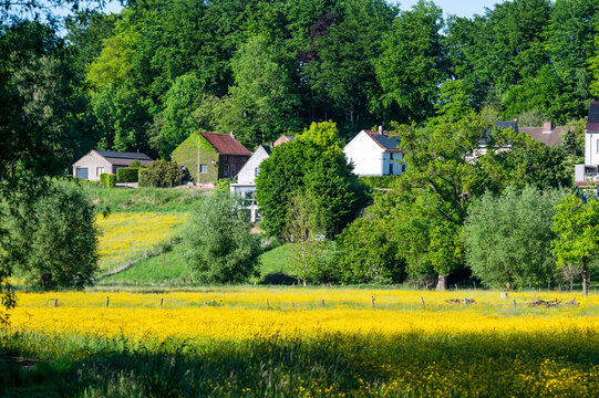 Colorful lawns at the Zennebeemden nature reserve in Huizingen, Flemish Brabant, Belgium