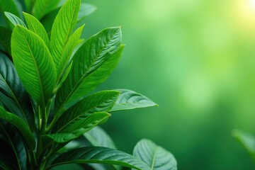 Fototapeta premium Lush green tropical plant with large leaves, vibrant and healthy , leaves, biodiversity, green