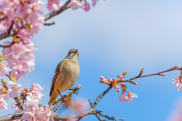 桜の枝にとまるジョウビタキ
