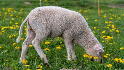 A white lamb grazes calmly in a lush green field filled with blooming yellow dandelions. Captured...