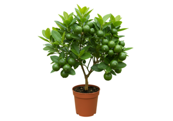 Dwarf Lime Tree: Potted Citrus Plant
