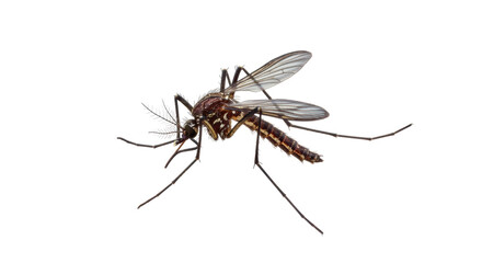 Isolated Mosquito