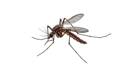Isolated Mosquito