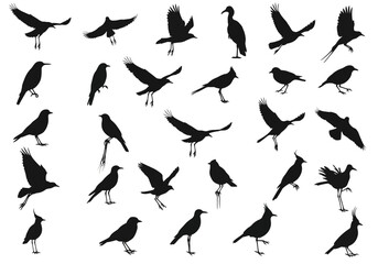Birds silhouettes vector collection flying birds set bird illustration bird species bird drawing bird art on transparent background


