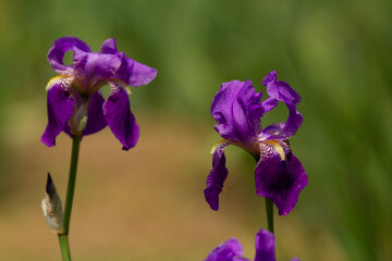 Multi-colored iris flowers in the park on a blurred background
