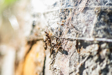 A close-up of ants carrying aphids unable to get past sticky tape wrapped around a tree trunk illustrates a natural method of pest control in the garden