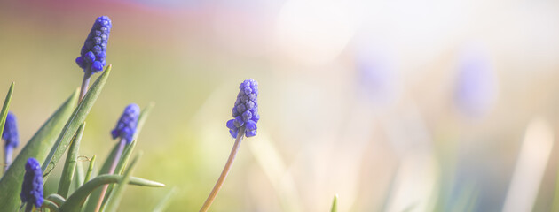 banner Blooming purple grape hyacinths, muscari fill a garden, basking in the warm spring sunlight and creating a vibrant, cheerful atmosphere that celebrates the beauty of nature, copy space