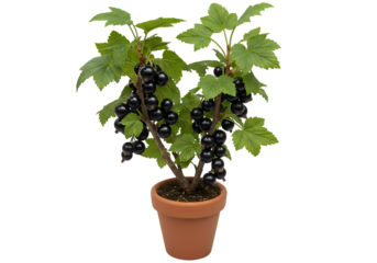 Black Currant Plant in Pot: Miniature Fruit Tree