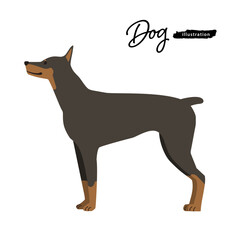 犬のイラスト_ドーベルマン