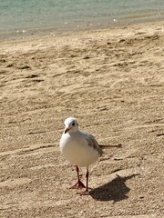 A seagull standing alone on a sandy beach, its shadow stretching across the textured surface, with calm turquoise water in the background