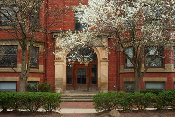 Cherry blossoms bloom in spring time by an old building entrance in Cleveland, Ohio.