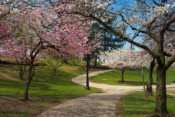 Pink and white cherry blossoms shelter a walkway at Wade Lagoon in the University Circle district of Cleveland Ohio on a sunny spring morning.