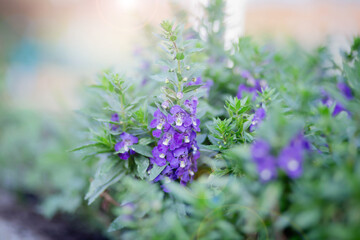 art blooming flower meadow in summer on sunset sky background. Beautiful summertime Forget Me Not floral background;