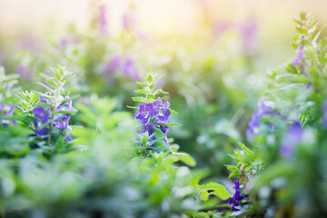 art blooming flower meadow in summer on sunset sky background. Beautiful summertime Forget Me Not floral background;
