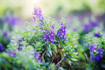 art blooming flower meadow in summer on sunset sky background. Beautiful summertime Forget Me Not floral background;
