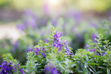 art blooming flower meadow in summer on sunset sky background. Beautiful summertime Forget Me Not floral background;