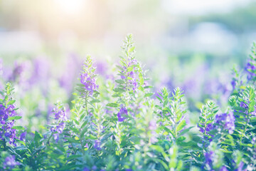 art blooming flower meadow in summer on sunset sky background. Beautiful summertime Forget Me Not floral background;