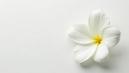 Obraz premium Close-up shot of pristine white petals on a pure white background, delicate, flawless, purity