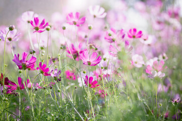 Cosmos flower blossom in garden.