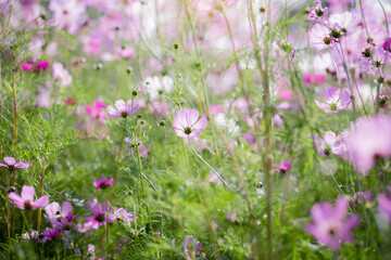Obraz premium Cosmos flower blossom in garden.