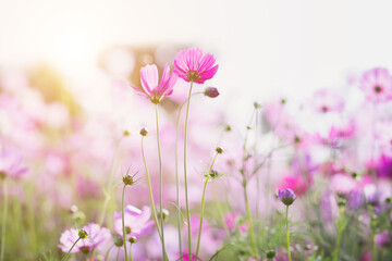 Cosmos flower blossom in garden.