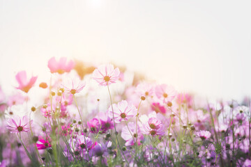 Cosmos flower blossom in garden.