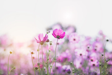 Fototapeta premium Cosmos flower blossom in garden.