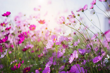 Fototapeta premium Cosmos flower blossom in garden.