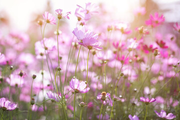 Cosmos flower blossom in garden.