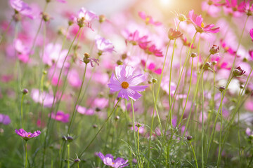 Cosmos flower blossom in garden.