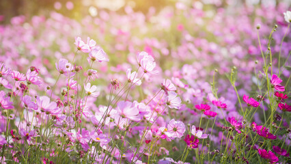 Cosmos flower blossom in garden.
