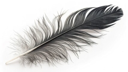 feather isolated on white background
