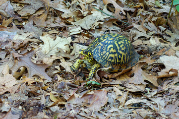 eastern box turtle crawling on the forest floor