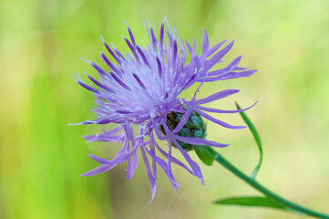closeup of spotted knapweed