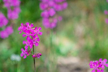 Blooming wild sticky catchfly flower plant close up in Spring