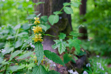Yellow archangel plant