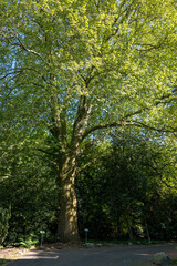 trees in the park