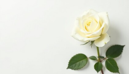Fototapeta premium Single white rose bloom on stark white background, beauty, romance