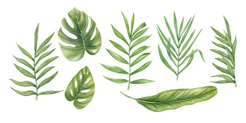 Watercolor set of tropical leaves isolated background. Monstera, philodendron, palm, and banana foliage clip art illustration for botanical branding, jungle-themed decor, spa menus
