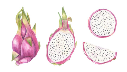 Watercolor illustration of pink pitaya set isolated background. Whole, halved with pulp and seeds, round slices clip art for healthy food branding, tropical menus, and superfood packaging.